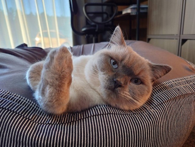 栃木県のお家の子💕ぽんちゃん写真が届きました🎉