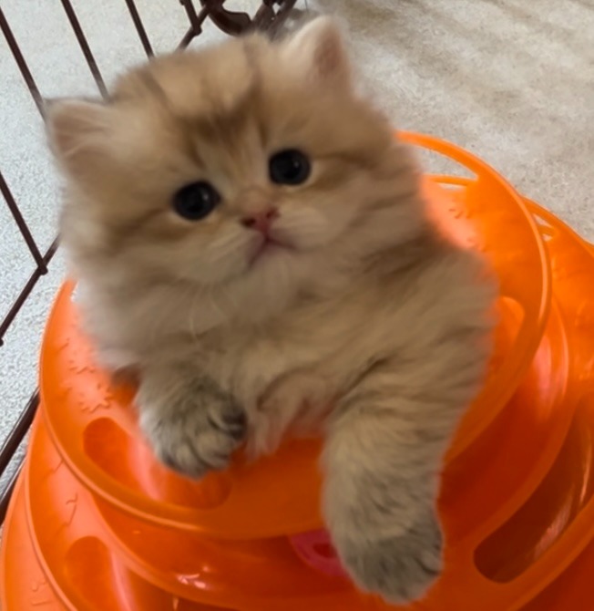 ブリティッシュロングのベビーが誕生してい🥰