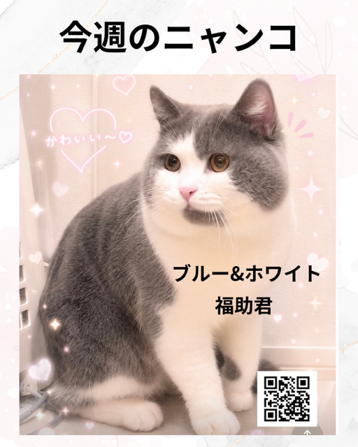 ２０２６年12月末日新しく猫舎リニューアル